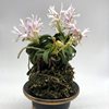 Neofinetia falcata Seikai 青海,,